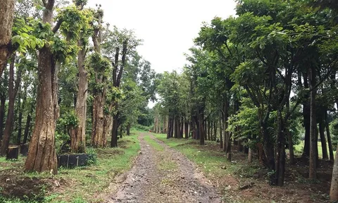 Ồ ạt đào cây trắc quý hiếm bán cho thương lái: UBND tỉnh Gia Lai phê bình UBND huyện Chư Păh